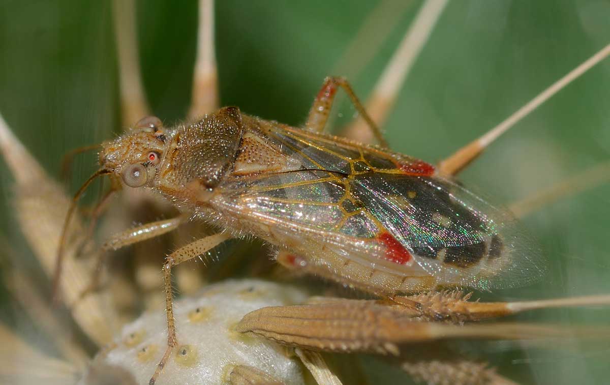 Rhopalidae: Liorhyssus hyalinus del Novarese