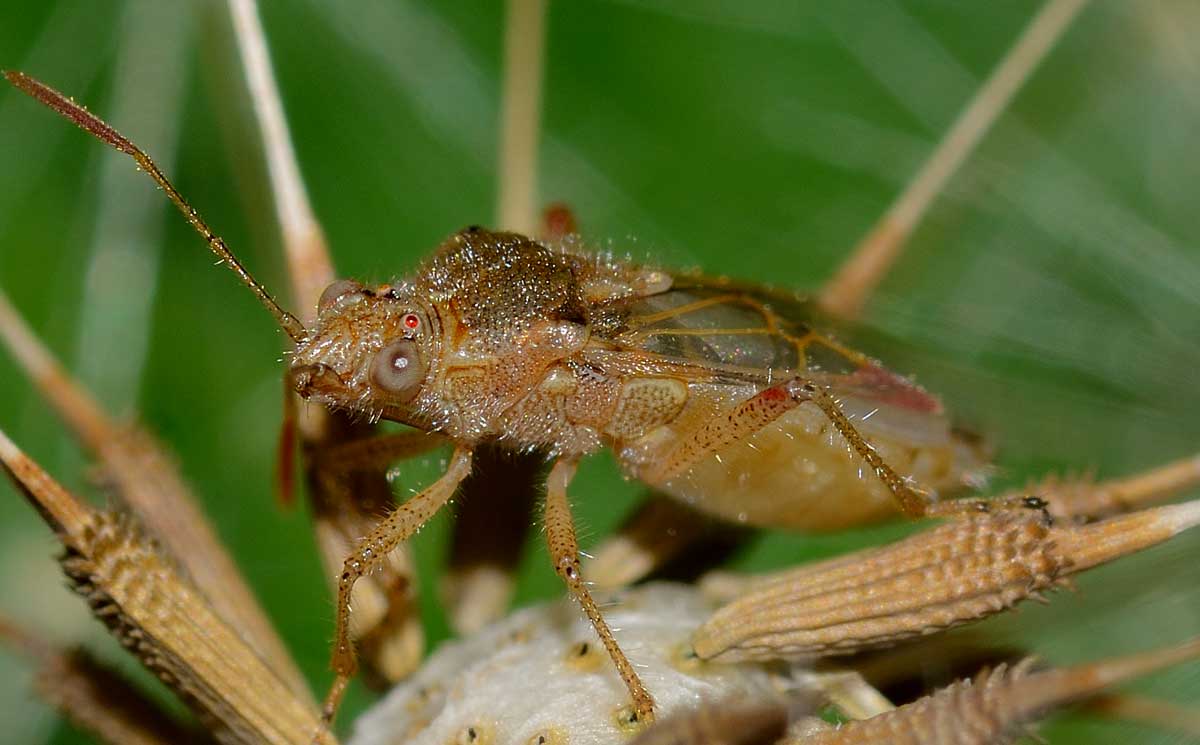 Rhopalidae: Liorhyssus hyalinus del Novarese