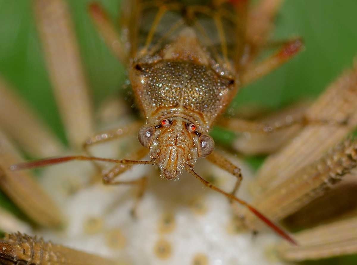 Rhopalidae: Liorhyssus hyalinus del Novarese