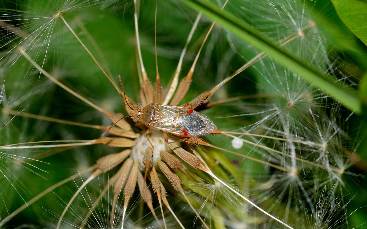 Rhopalidae: Liorhyssus hyalinus del Novarese