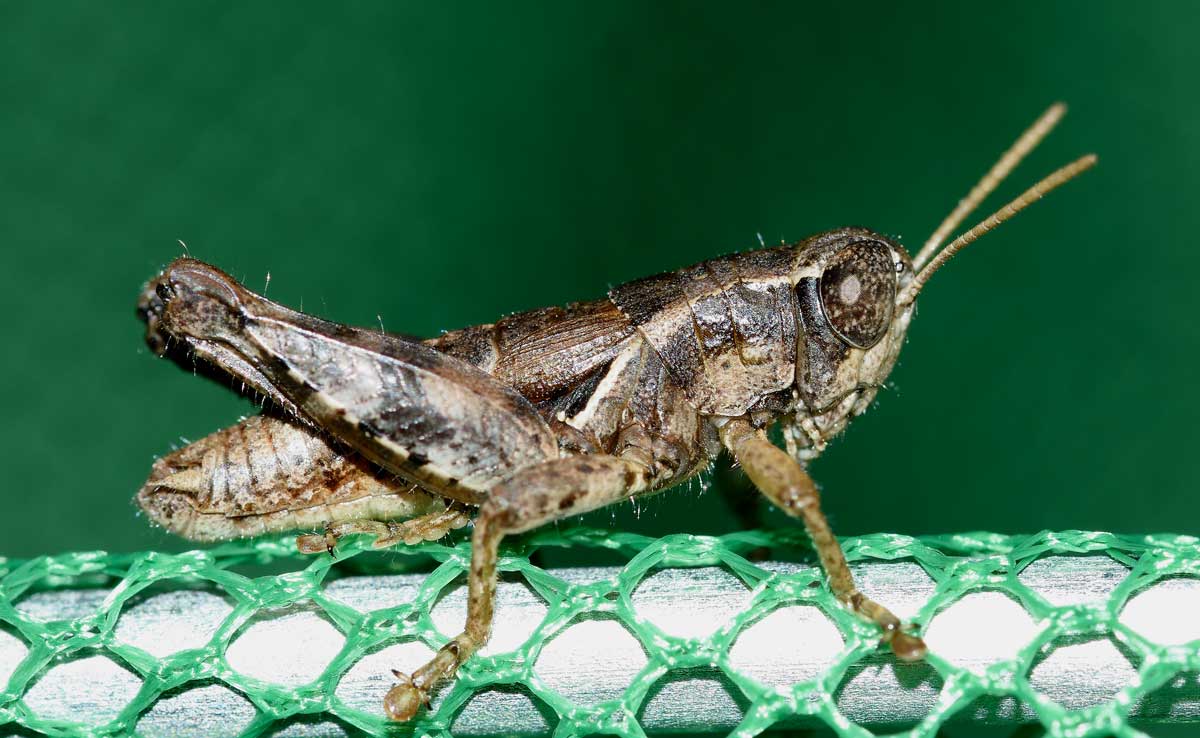 Maschio di Pezotettix giornae