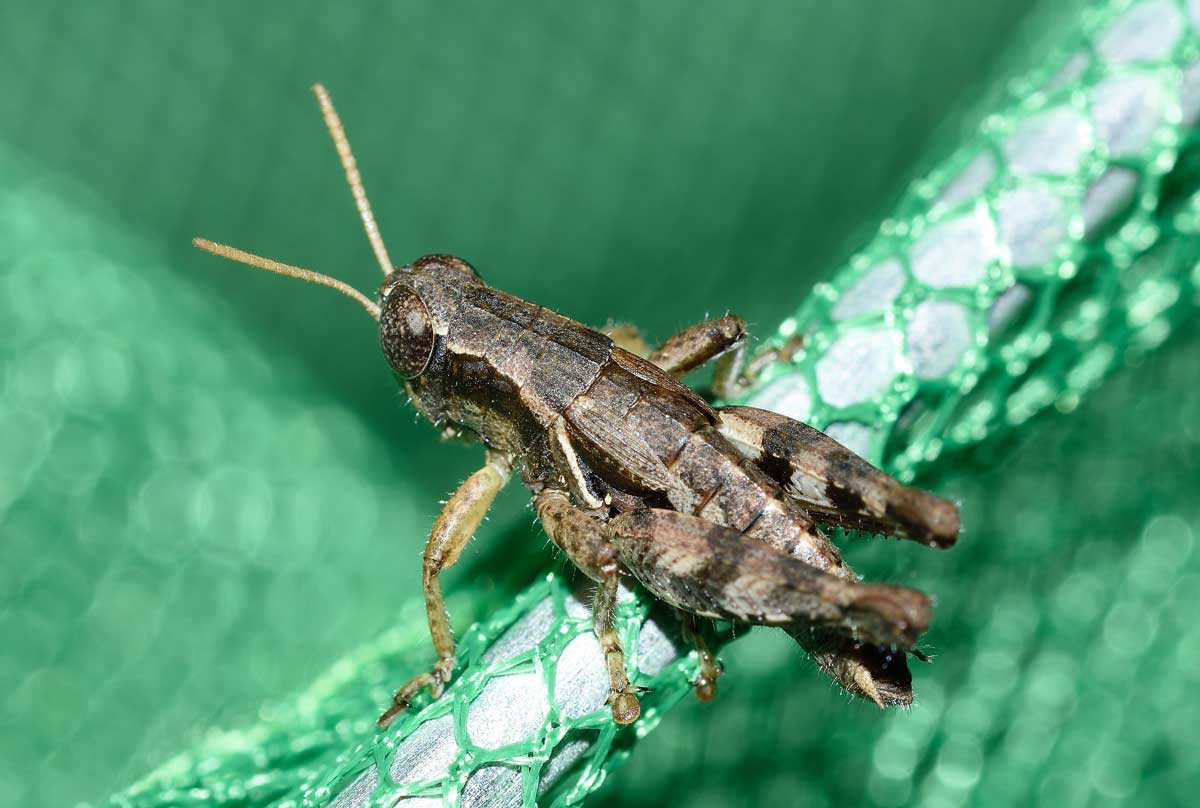 Maschio di Pezotettix giornae