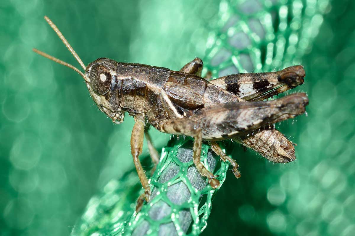 Maschio di Pezotettix giornae