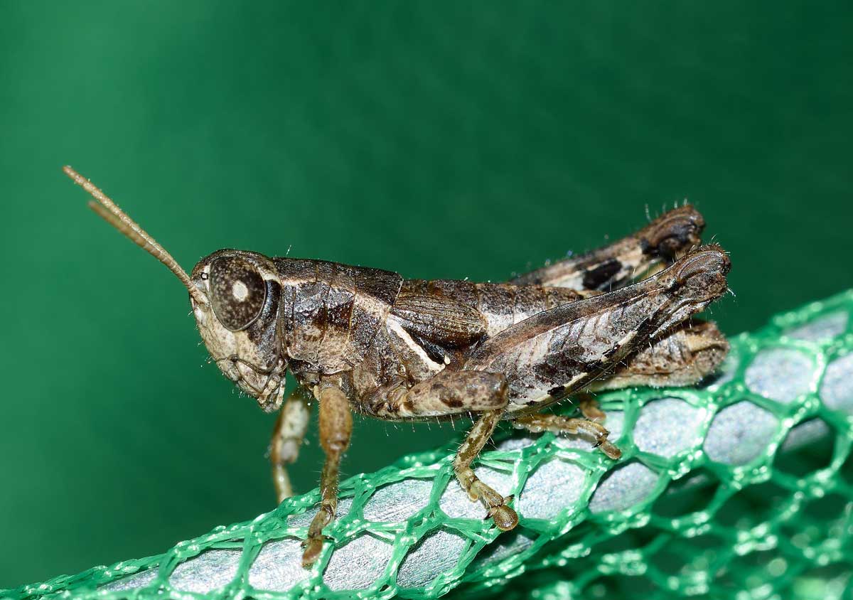 Maschio di Pezotettix giornae