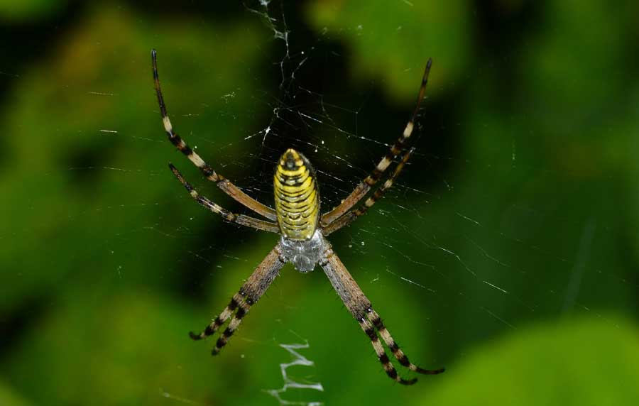 Giovane Argiope bruennichi - Novara