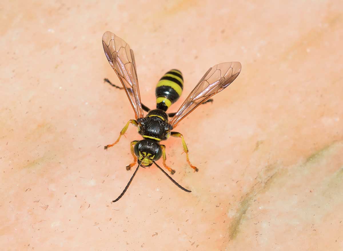 Gorytes laticinctus (cf), Crabronidae