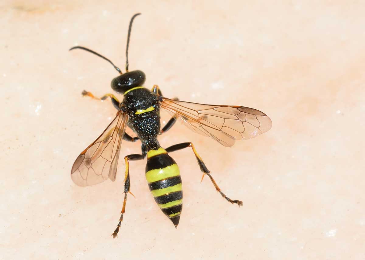 Gorytes laticinctus (cf), Crabronidae