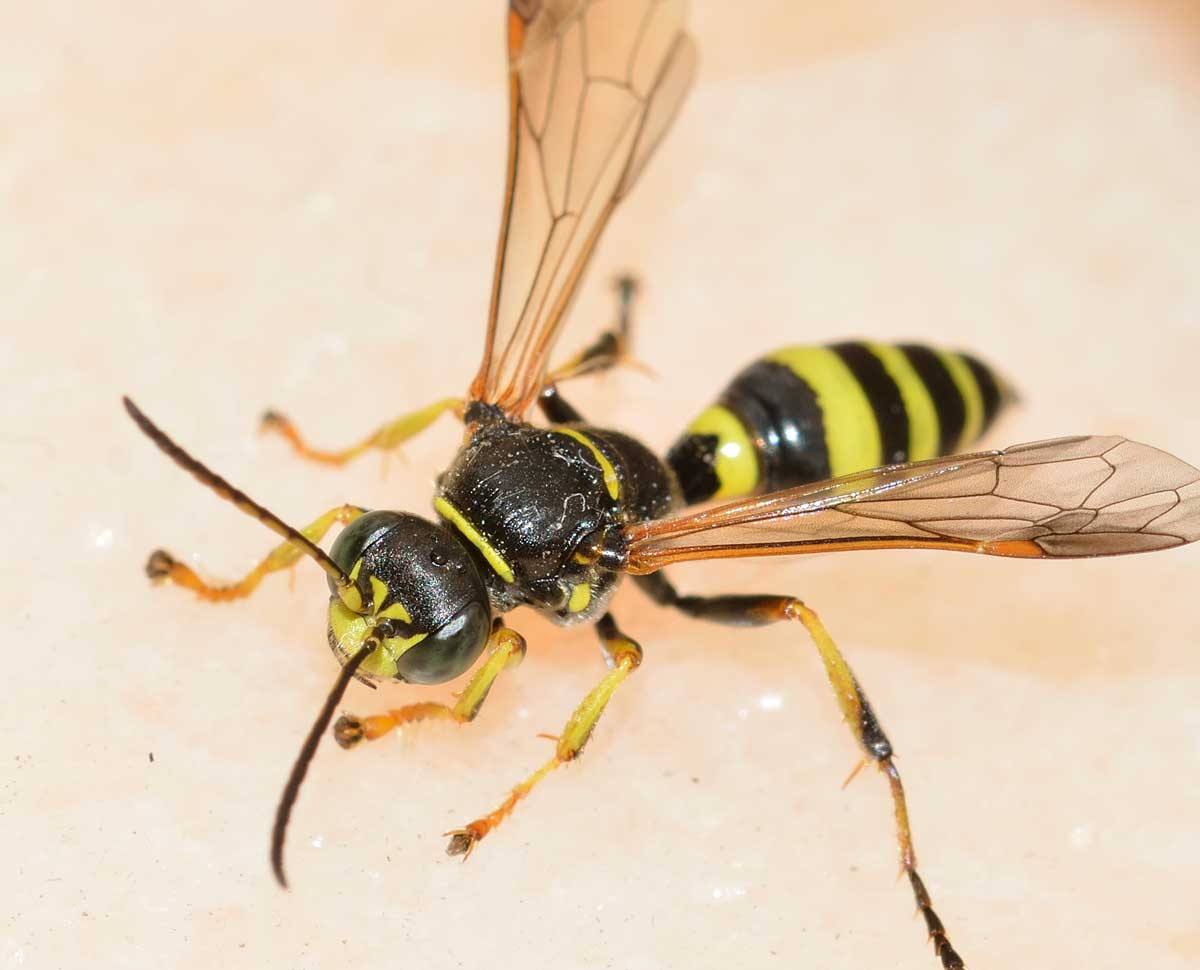 Gorytes laticinctus (cf), Crabronidae