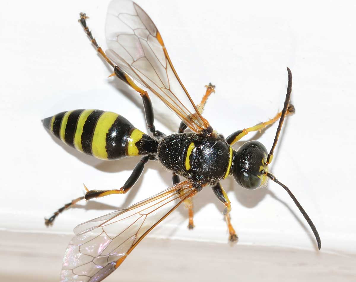 Gorytes laticinctus (cf), Crabronidae