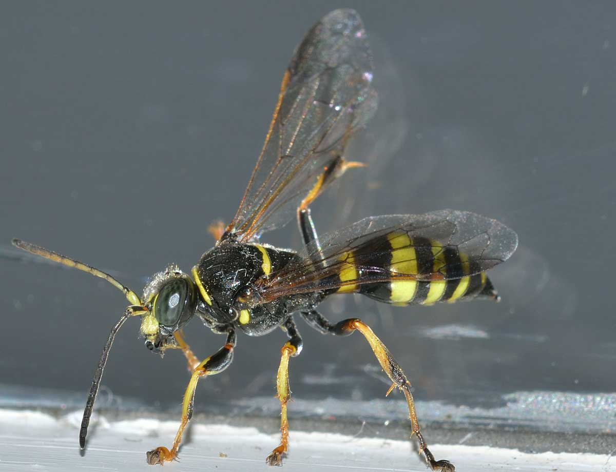 Gorytes laticinctus (cf), Crabronidae