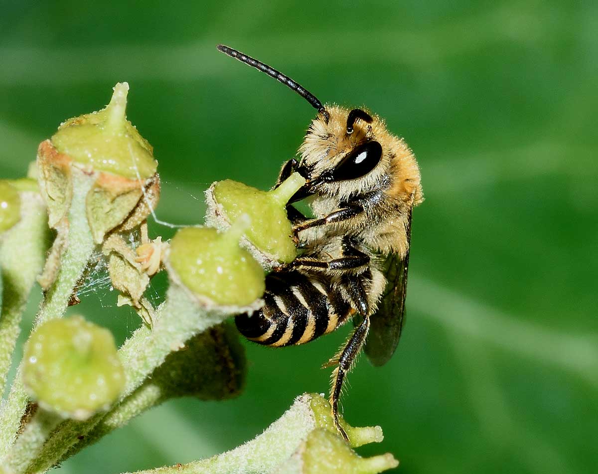Colletes hederae (cfr.), Apidae Colletinae
