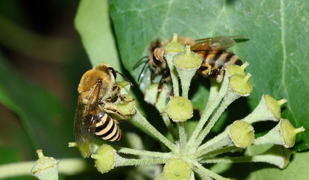 Colletes hederae (cfr.), Apidae Colletinae