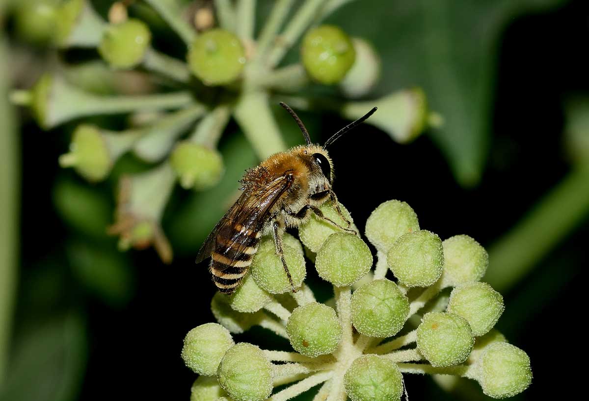 Colletes hederae (cfr.), Apidae Colletinae