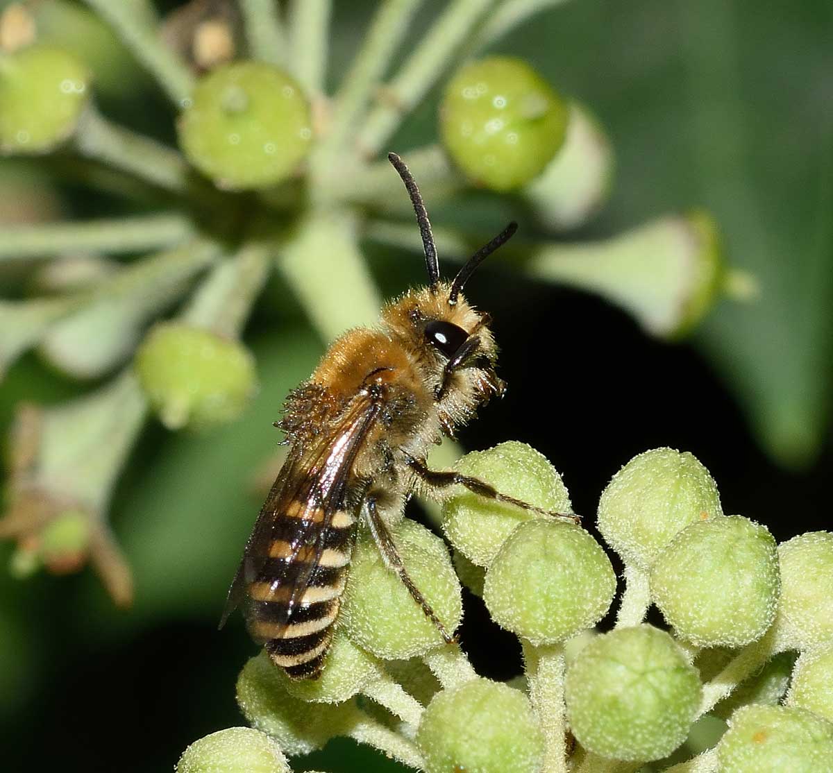 Colletes hederae (cfr.), Apidae Colletinae