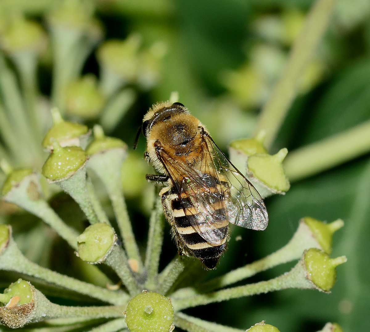 Colletes hederae (cfr.), Apidae Colletinae