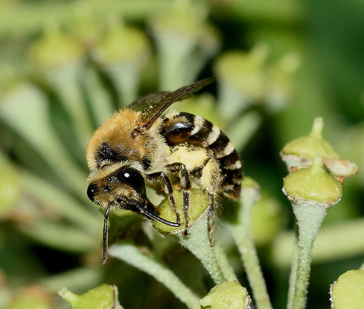 Colletes hederae (cfr.), Apidae Colletinae