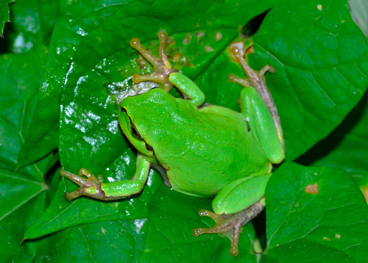 Da identificare - Hyla intermedia