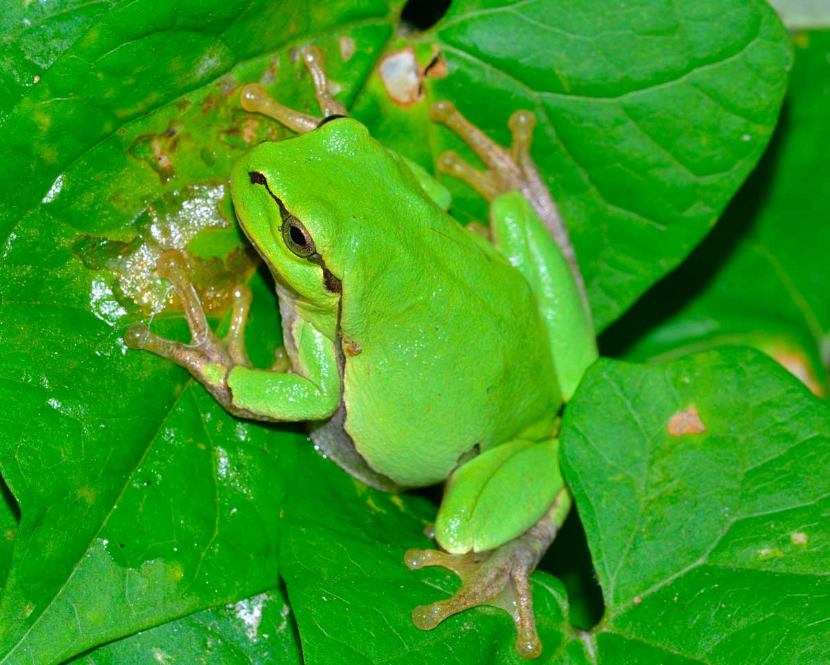 Da identificare - Hyla intermedia