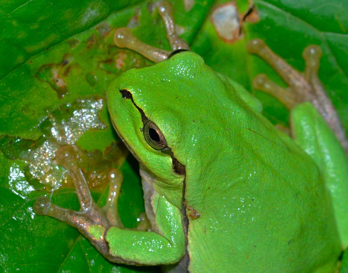 Da identificare - Hyla intermedia