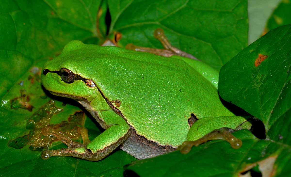 Da identificare - Hyla intermedia