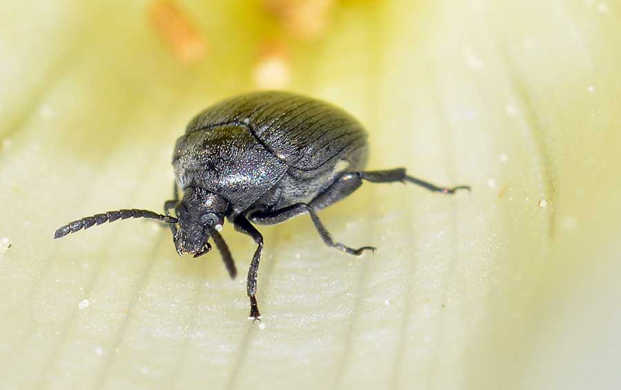 Spermophagus sp., Chrysomelidae, Bruchinae