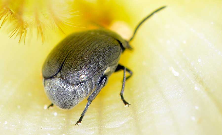 Spermophagus sp., Chrysomelidae, Bruchinae