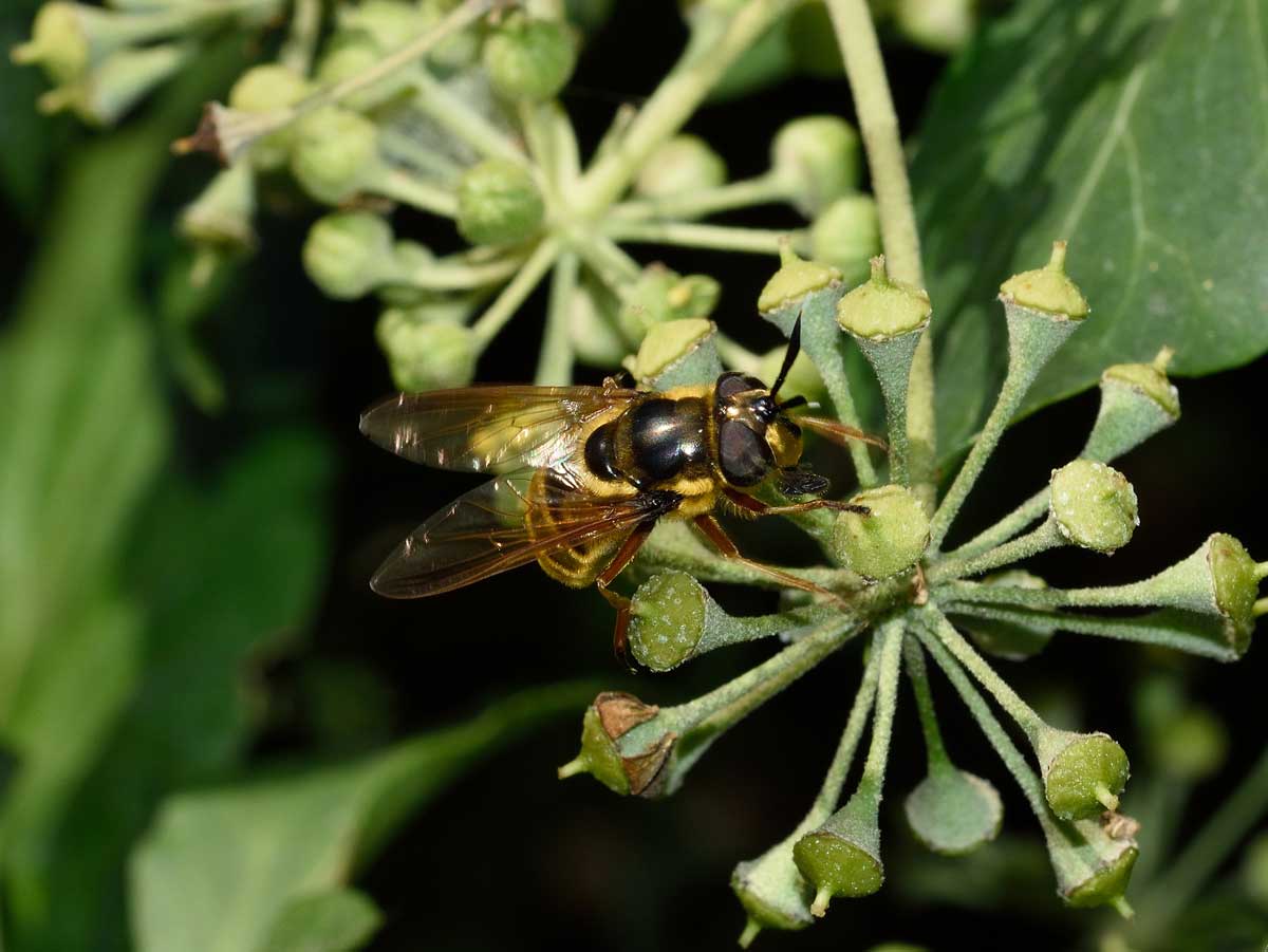 Callicera spinolae (Syrphidae), femmina