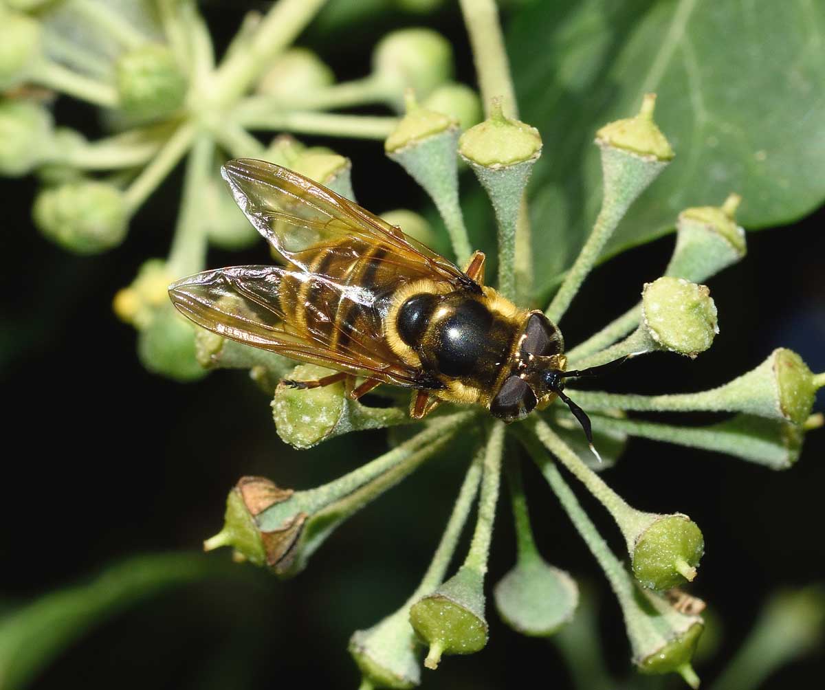 Callicera spinolae (Syrphidae), femmina