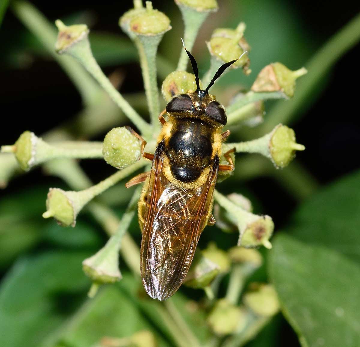 Callicera spinolae (Syrphidae), femmina