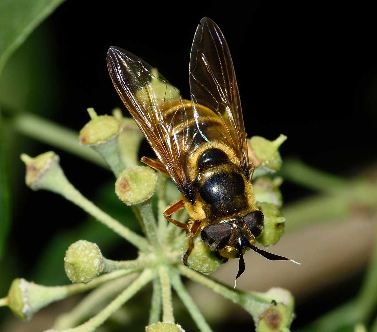 Callicera spinolae (Syrphidae), femmina