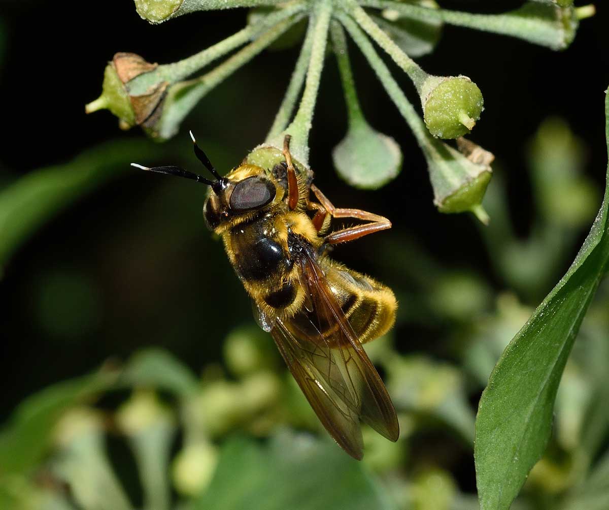 Callicera spinolae (Syrphidae), femmina