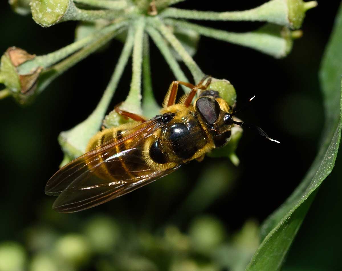 Callicera spinolae (Syrphidae), femmina