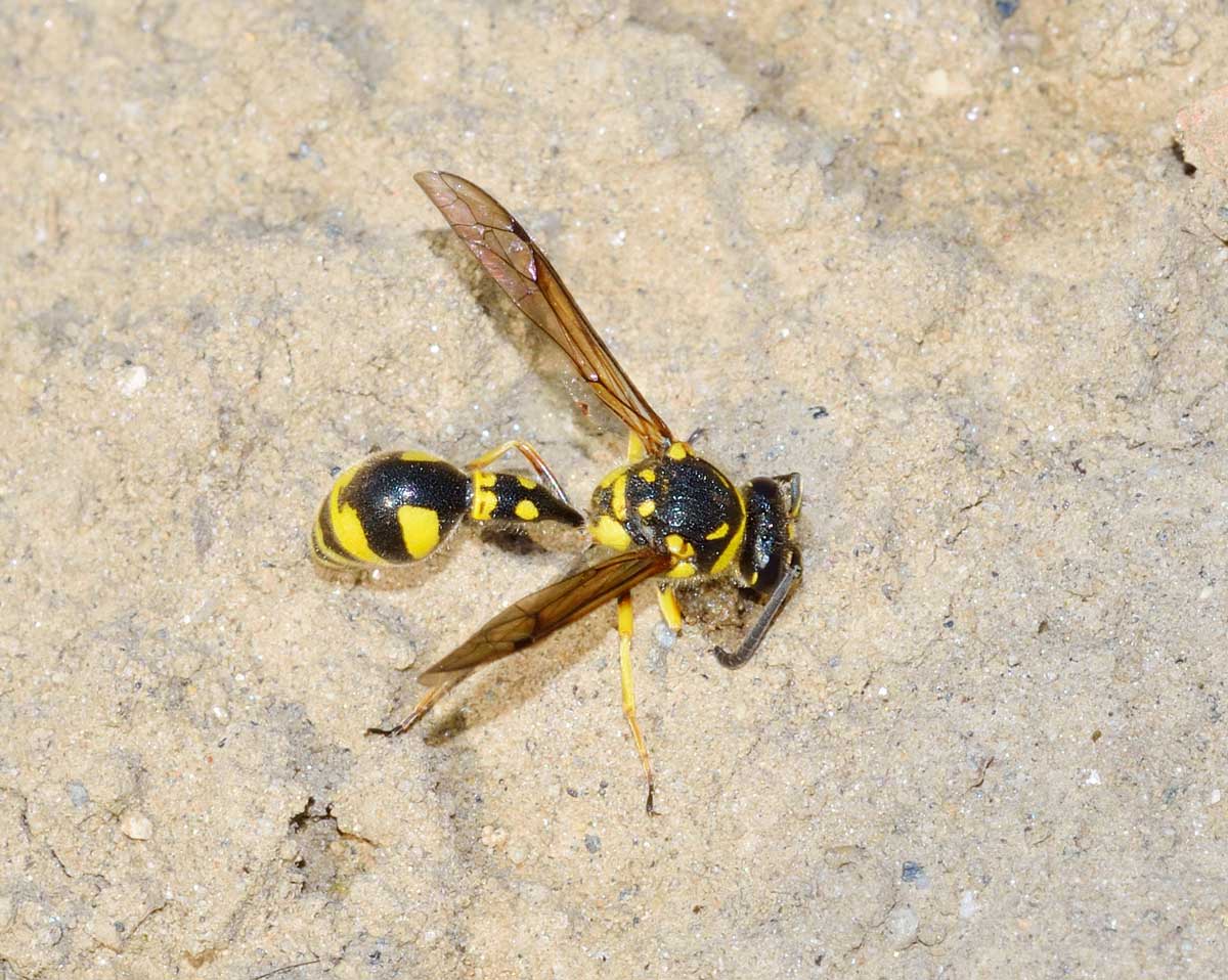Eumenes papillarius, Vespidae Eumeninae