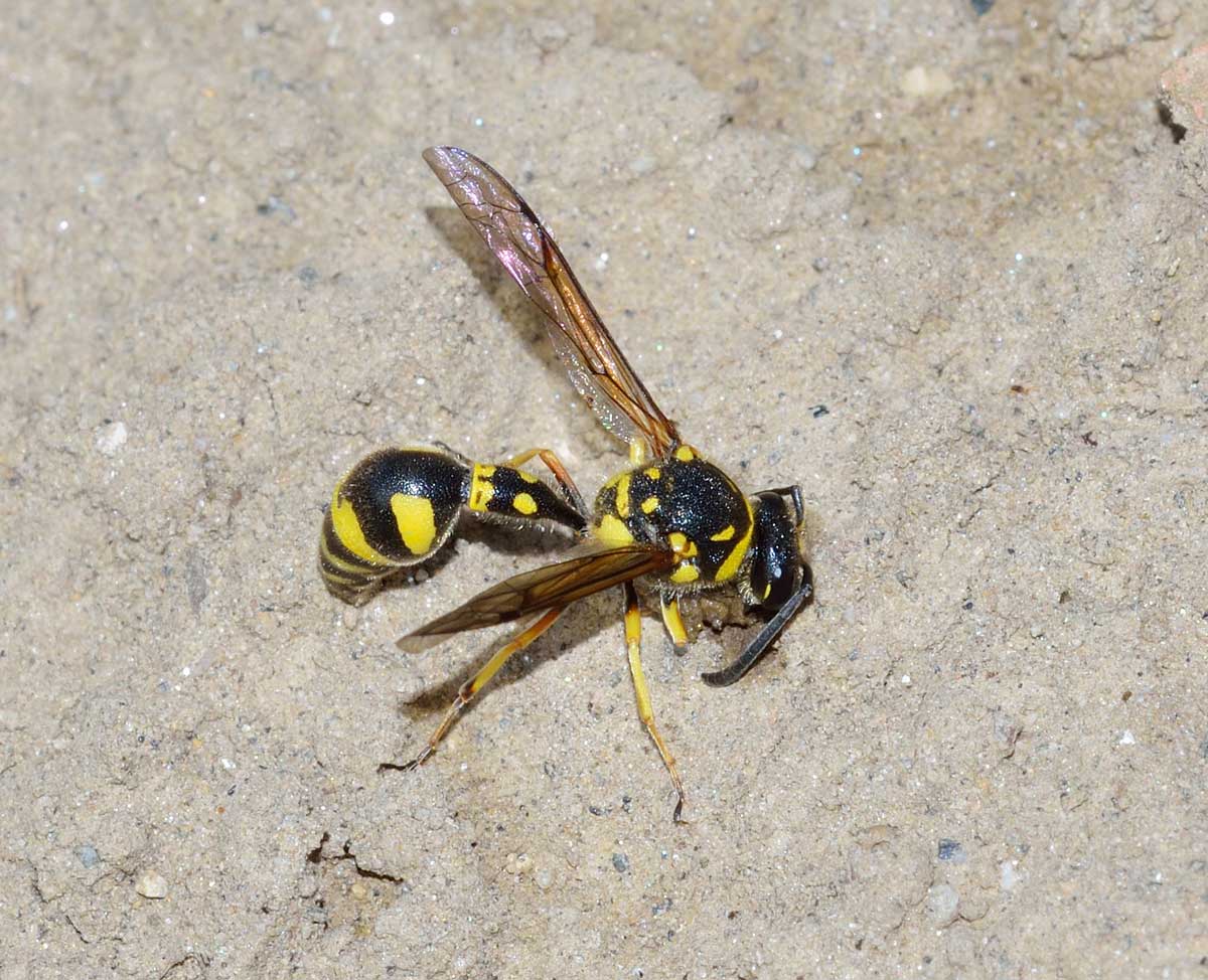 Eumenes papillarius, Vespidae Eumeninae