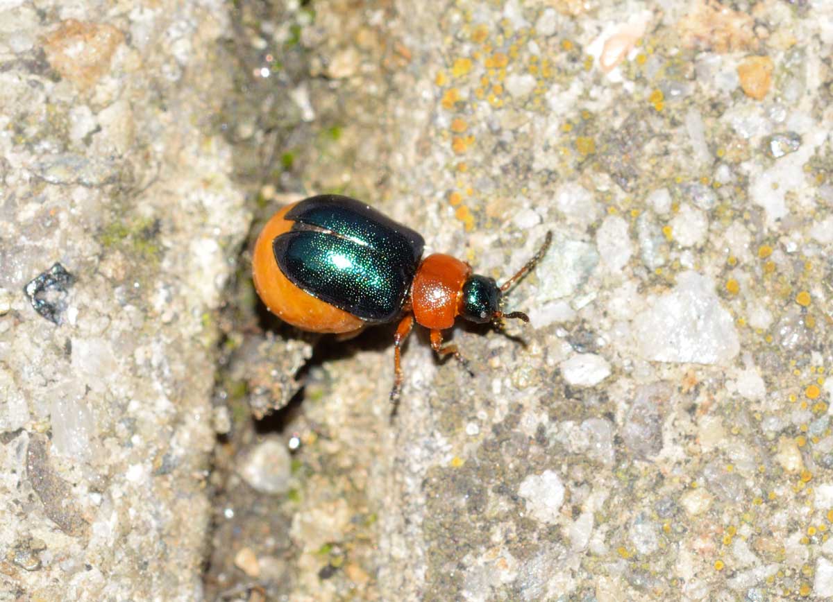 Gastrophysa polygoni, femmina, Chrysomelidae