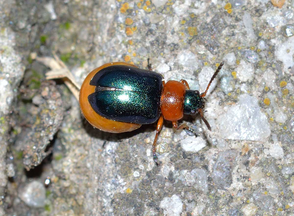 Gastrophysa polygoni, femmina, Chrysomelidae