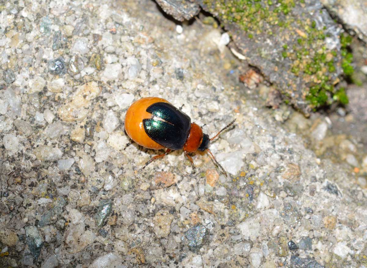 Gastrophysa polygoni, femmina, Chrysomelidae