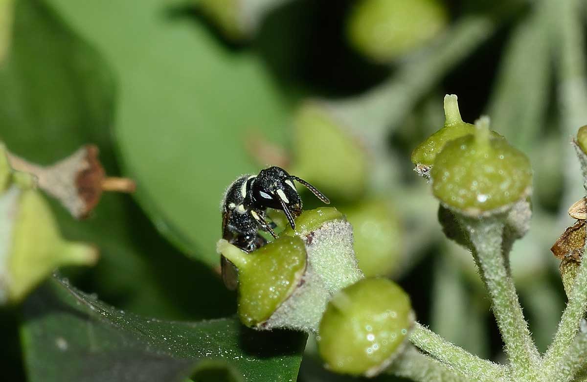 Apidae Colletinae: Hylaeus sp. f. e Hylaeus punctatus m.