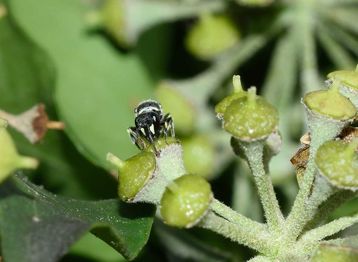 Apidae Colletinae: Hylaeus sp. f. e Hylaeus punctatus m.