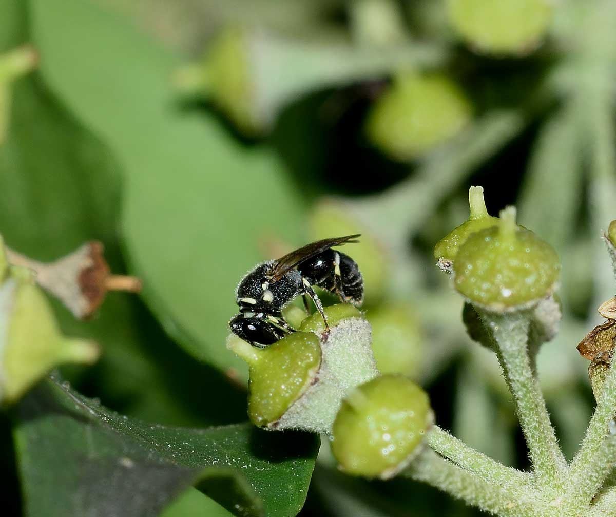 Apidae Colletinae: Hylaeus sp. f. e Hylaeus punctatus m.