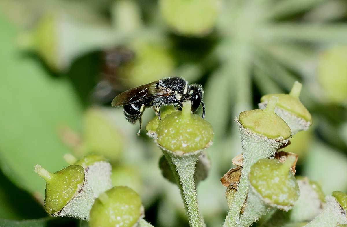 Apidae Colletinae: Hylaeus sp. f. e Hylaeus punctatus m.