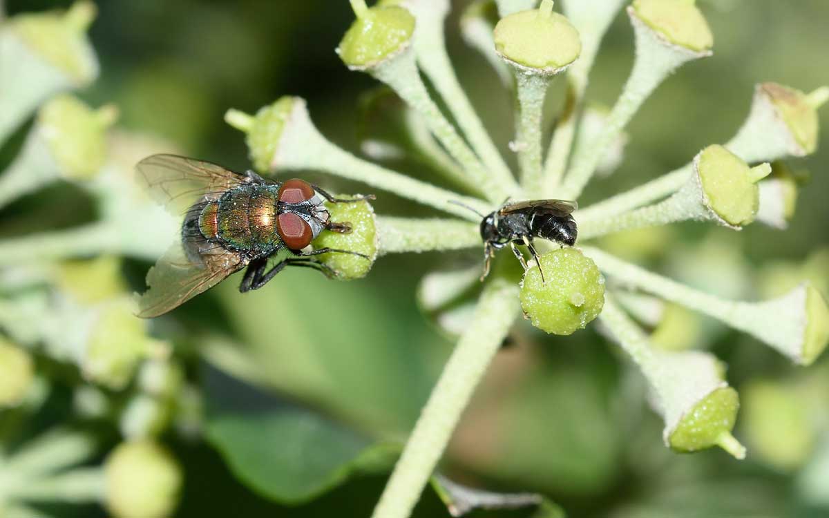 Apidae Colletinae: Hylaeus sp. f. e Hylaeus punctatus m.