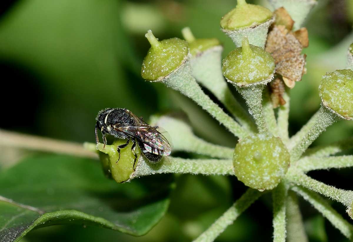 Apidae Colletinae: Hylaeus sp. f. e Hylaeus punctatus m.