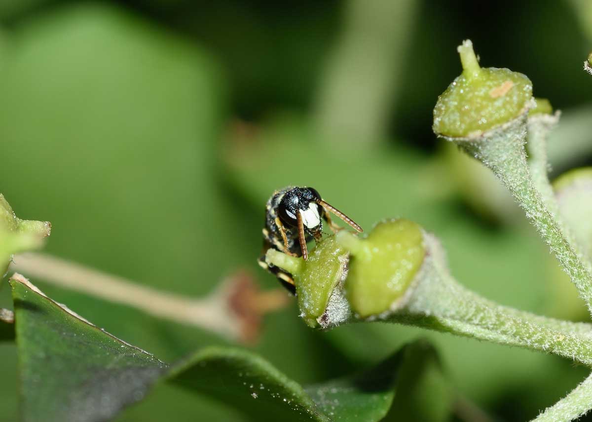 Apidae Colletinae: Hylaeus sp. f. e Hylaeus punctatus m.