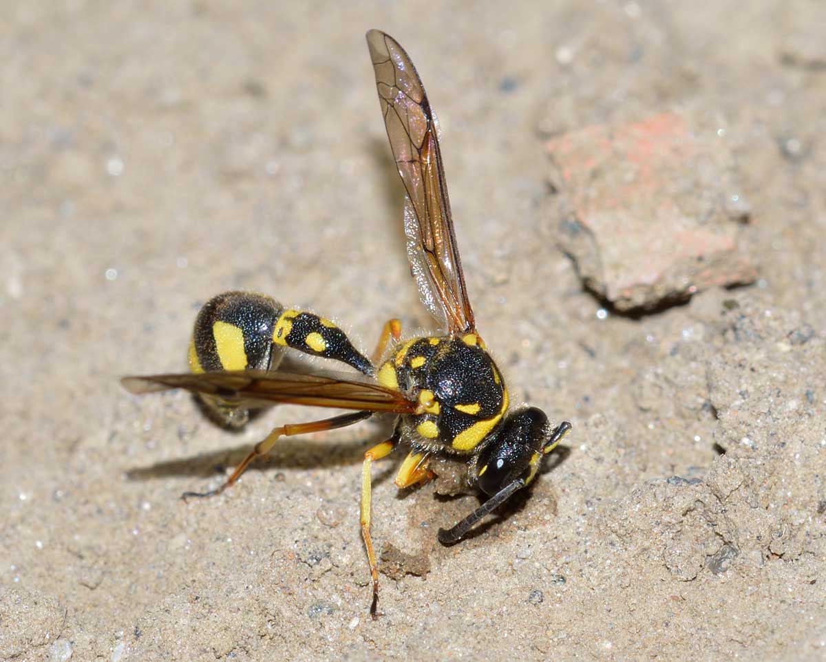 Eumenes papillarius, Vespidae Eumeninae
