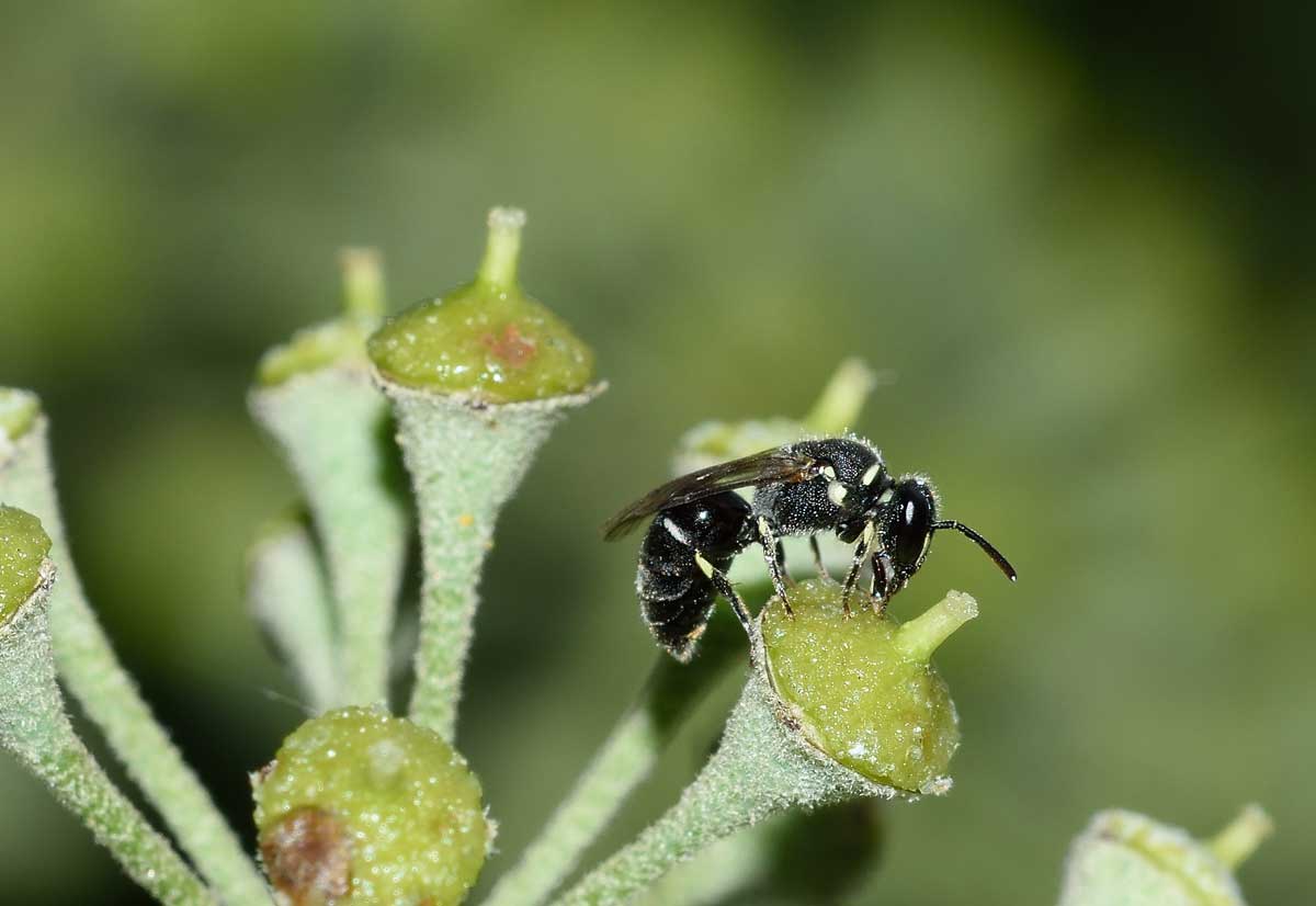 Apidae Colletinae: Hylaeus sp. f. e Hylaeus punctatus m.