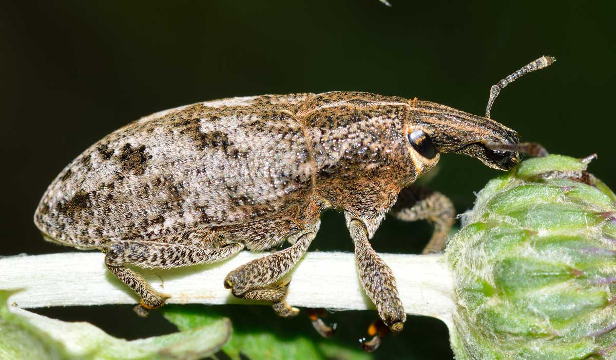 Cleonis pigra, Curculionidae