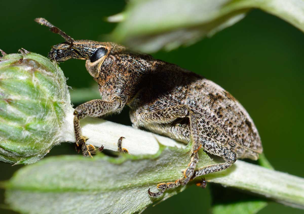 Cleonis pigra, Curculionidae