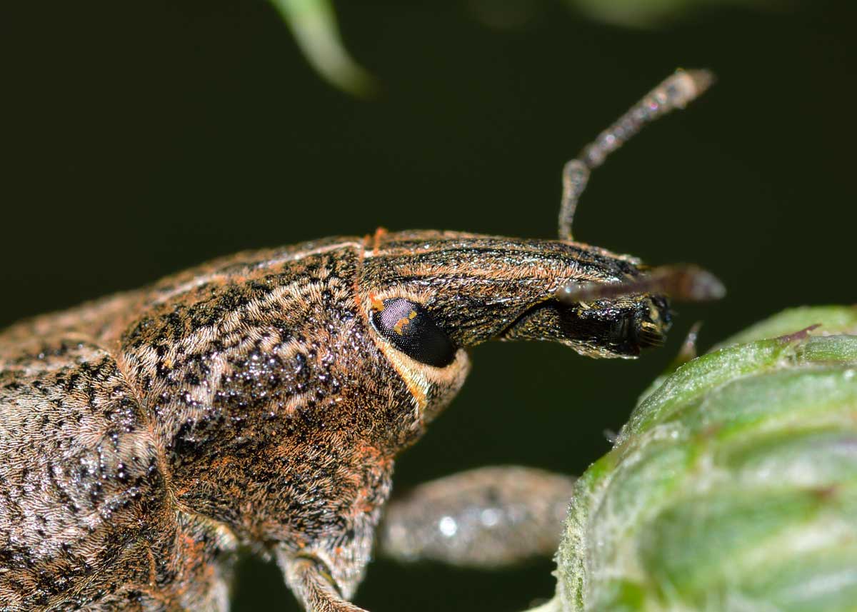 Cleonis pigra, Curculionidae