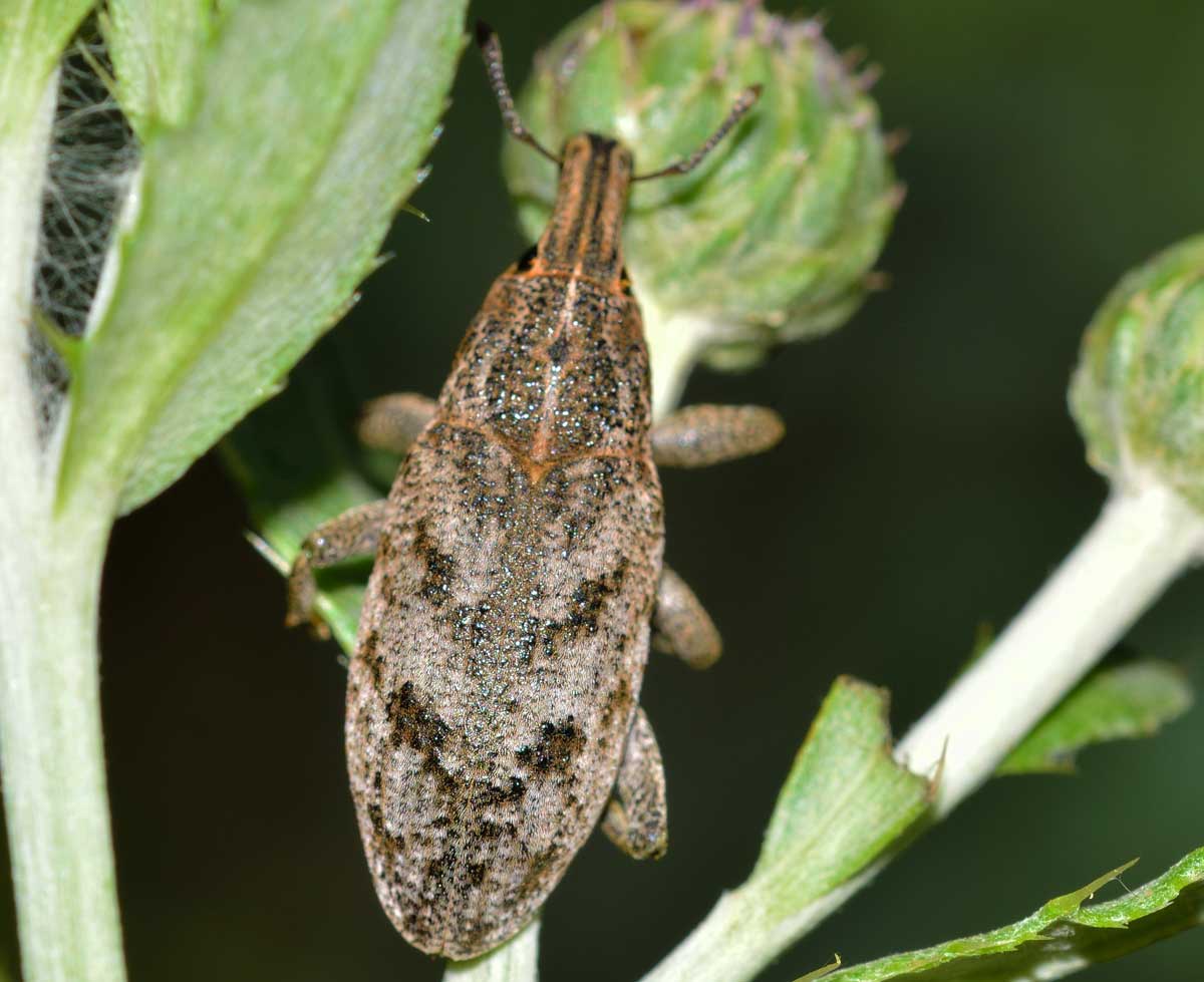 Cleonis pigra, Curculionidae